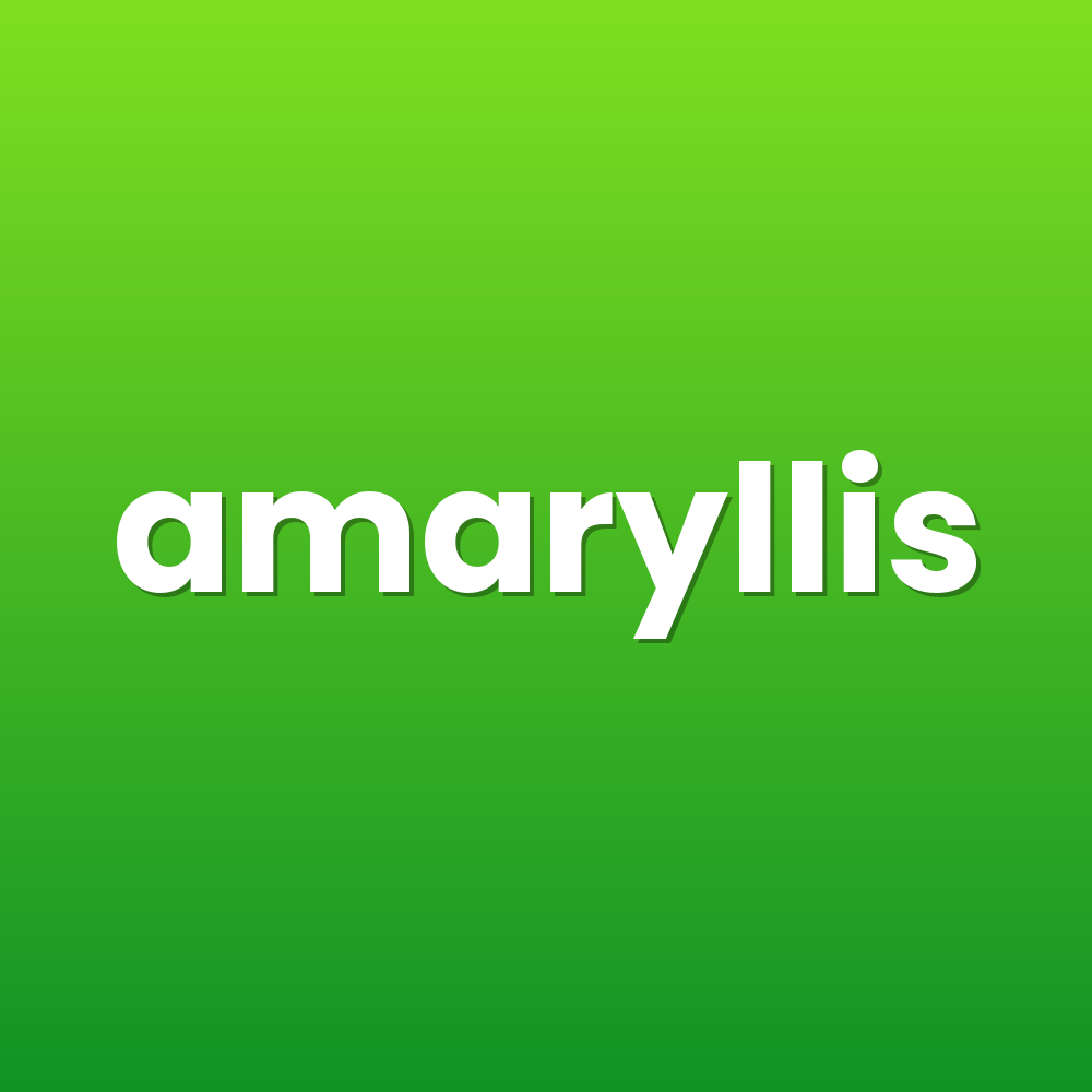 amaryllis